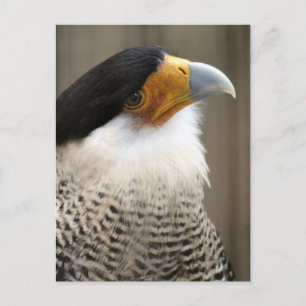 Created Caracara Bird Foto Postkarte
