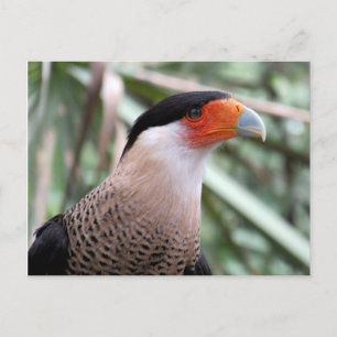 Created Caracara Postcard Postkarte