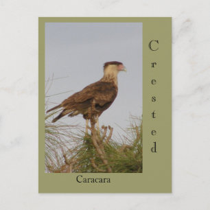 Created Caracara Postkarte