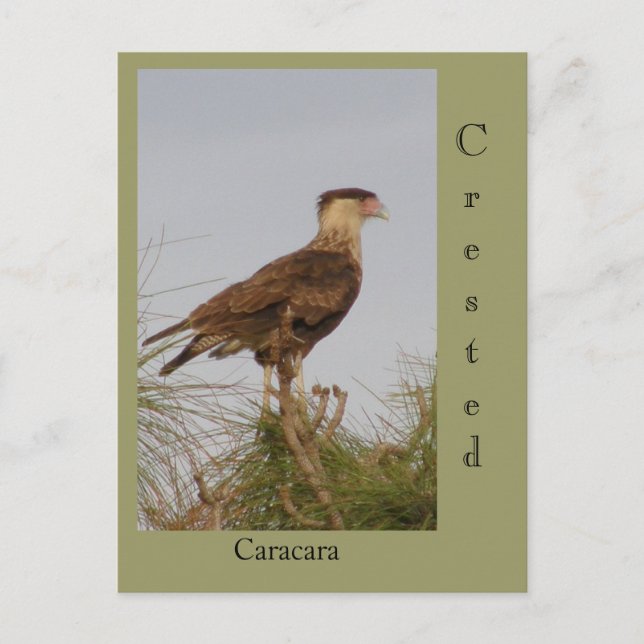 Created Caracara Postkarte (Vorderseite)