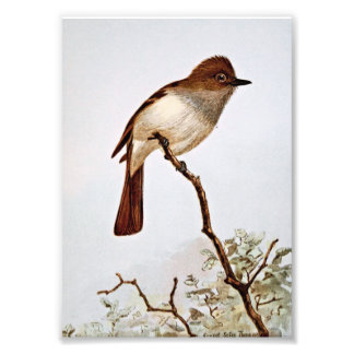 Creative Flycatcher Vintag Art Fotodruck