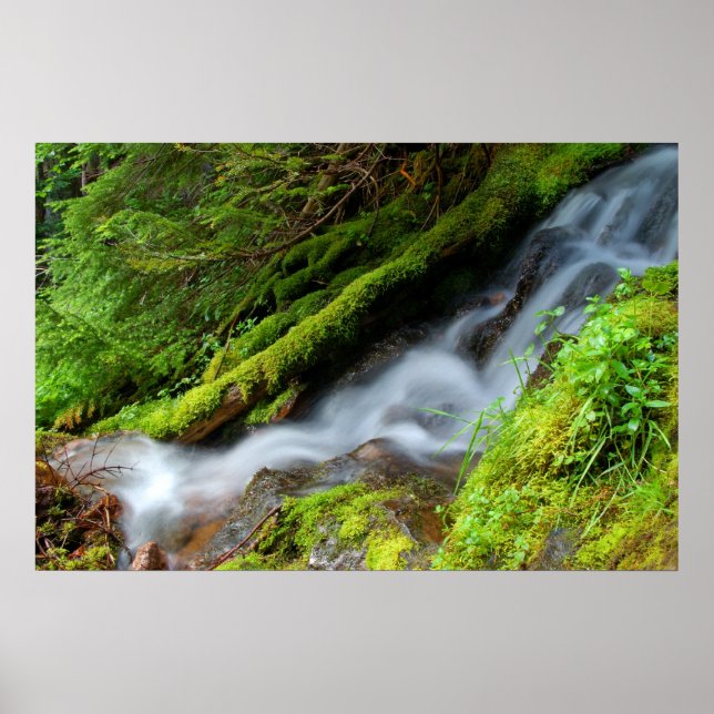 Creek im Rainier Nationalpark Poster (Vorne)
