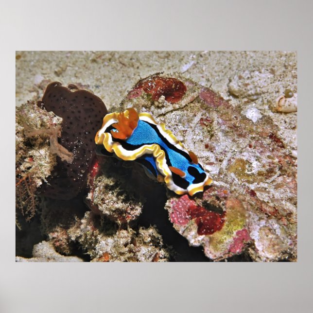 Creeping Chromodoris Poster (Vorne)