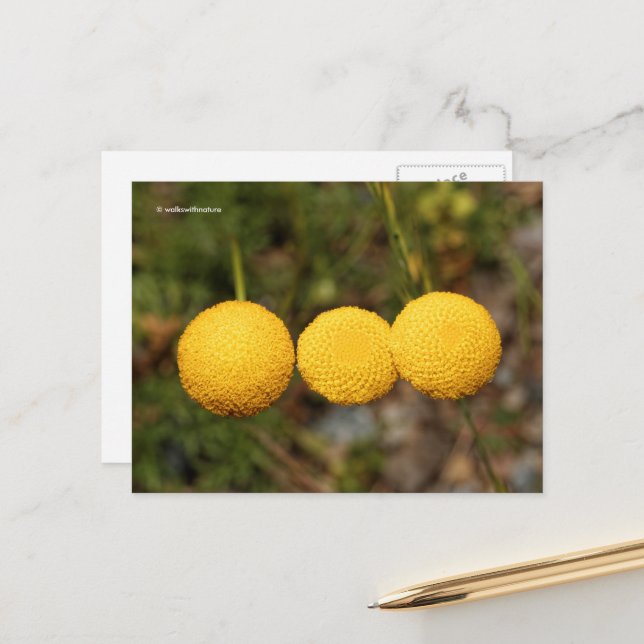 Creeping Gold Buttons Cotula Tiffindell Gold Flown Postkarte (Vorderseite/Rückseite Beispiel)