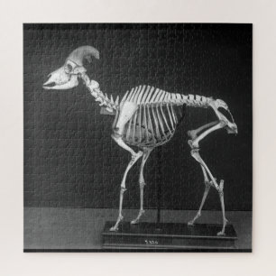Creepy Bighorn Sheep Mounted Skeleton B&W Foto Puzzle