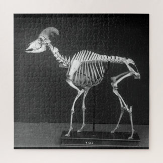 Creepy Bighorn Sheep Mounted Skeleton B&W Foto Puzzle