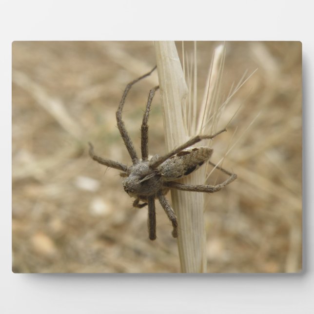 Creepy Crawly Fotoplatte (Vorderseite)