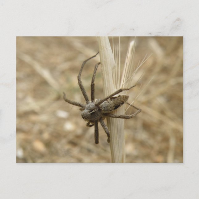 Creepy Crawly Spider Postcard Postkarte (Vorderseite)
