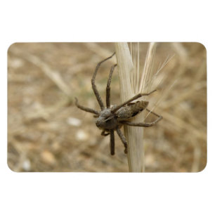 Creepy Crawly Spider Premium Magnet