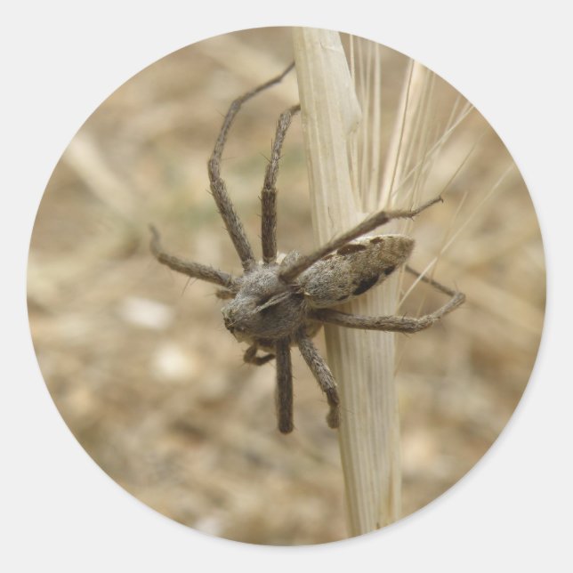 Creepy Crawly Spider Stickers (Vorderseite)