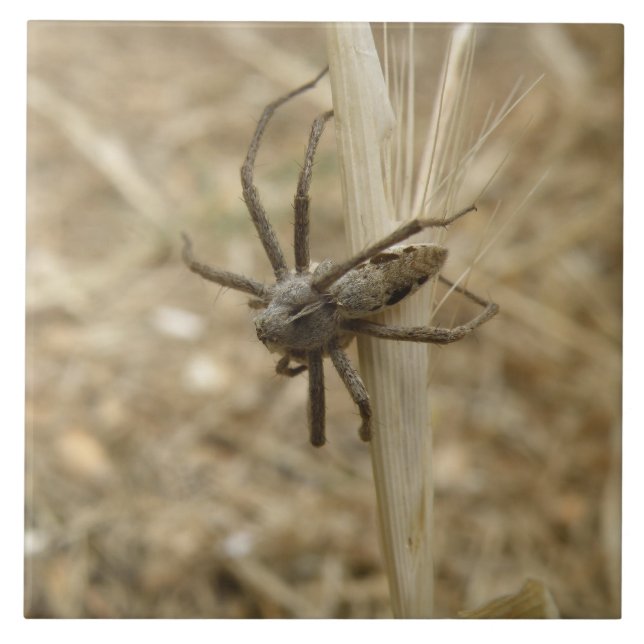 Creepy Crawly Spider Tile Fliese (Vorderseite)