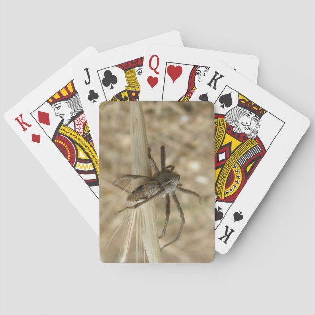Creepy Crawly Spily Playing Cards Spielkarten (Rückseite)
