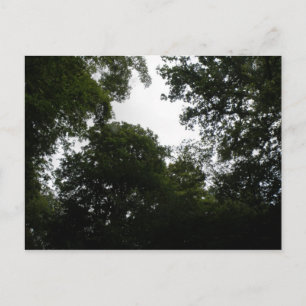 Creepy Forest Postcard Postkarte