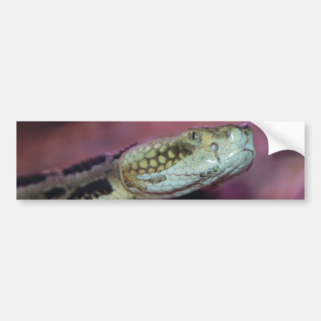 Creepy Snake Autoaufkleber (Vorne)