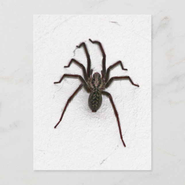 Creepy Spider Postkarte (Vorderseite)
