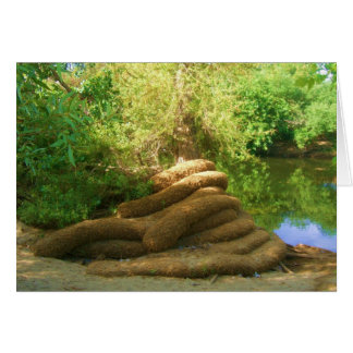 Creepy Tree Trunk