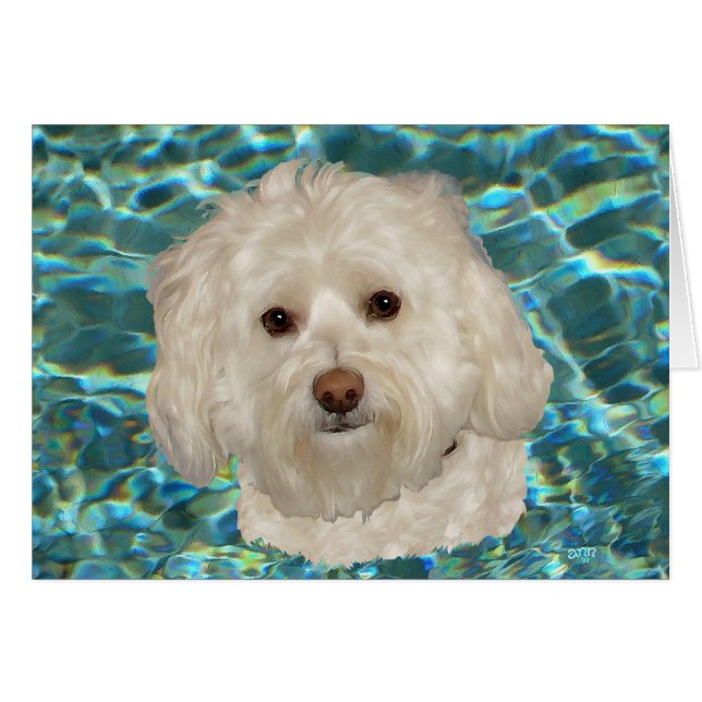 Creme Havanese mit türkisfarbenem Wasser (Vorderseite (Horizontal))