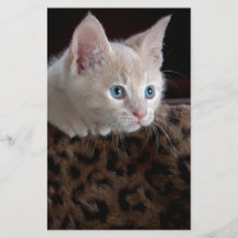 Creme Kitten mit schönen blauen Augen