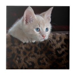 Creme Kitten mit schönen blauen Augen Fliese