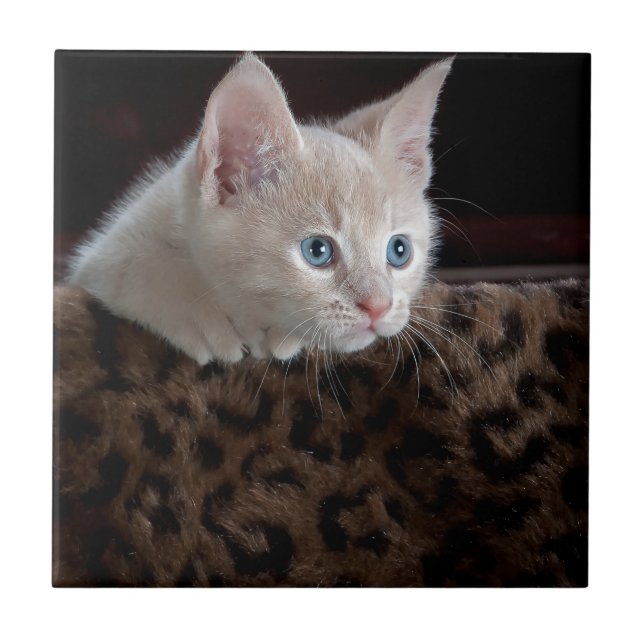 Creme Kitten mit schönen blauen Augen Fliese (Vorderseite)