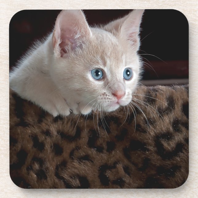 Creme Kitten mit schönen blauen Augen Getränkeuntersetzer (Vorderseite)
