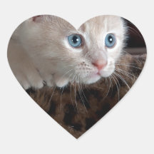 Creme Kitten mit schönen blauen Augen