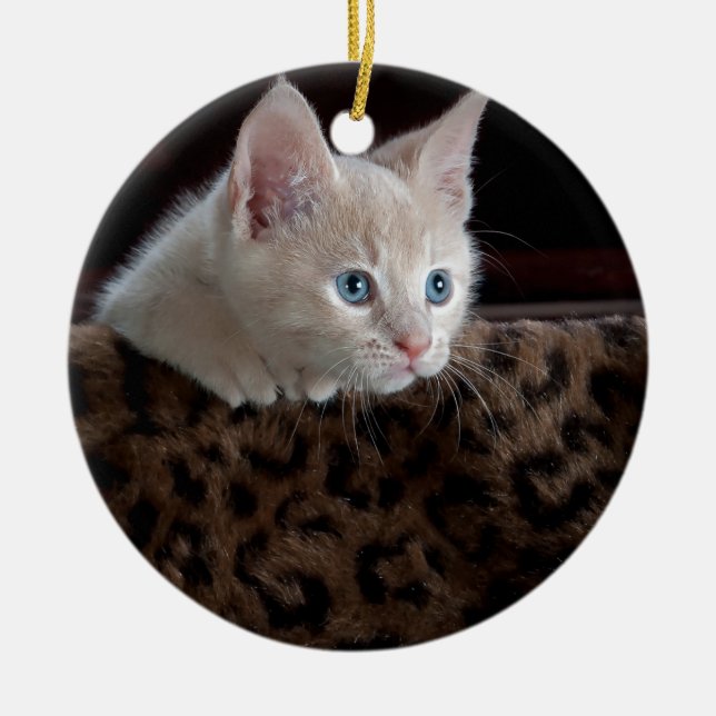 Creme Kitten mit schönen blauen Augen Keramikornament (Vorne)