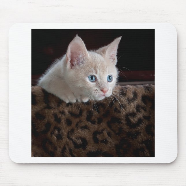 Creme Kitten mit schönen blauen Augen Mousepad (Vorne)