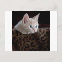 Creme Kitten mit schönen blauen Augen