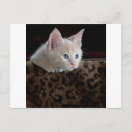 Creme Kitten mit schönen blauen Augen Postkarte