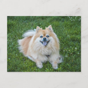 Creme-Sable-Pomeranian-Hund Postkarte