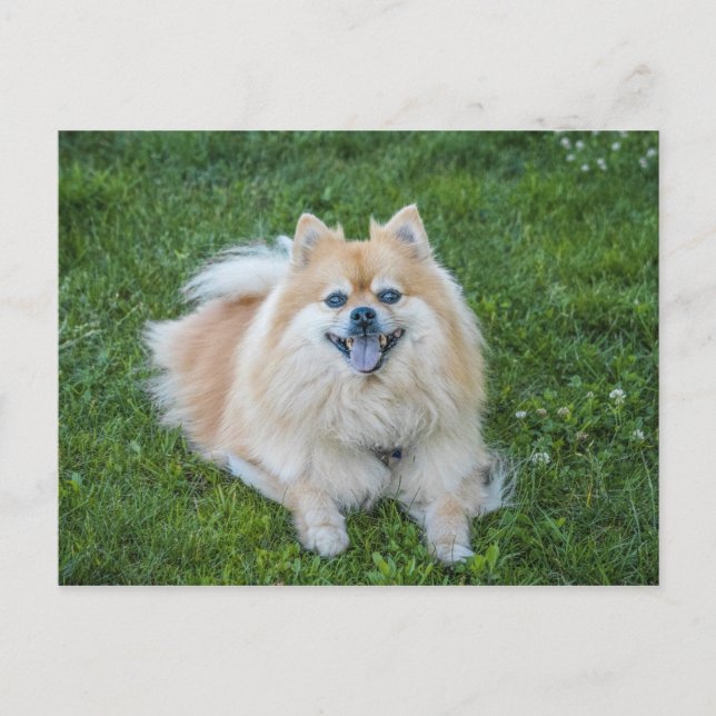 Creme-Sable-Pomeranian-Hund Postkarte (Vorderseite)