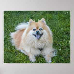 Creme Sable Spitz Hund im Gras Poster