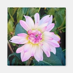 Creme und rosa Blume Magnet