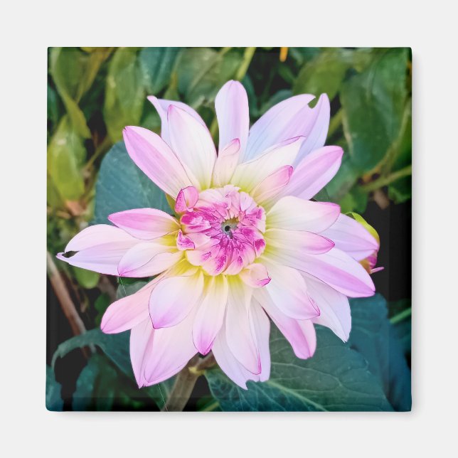 Creme und rosa Blume Magnet (Vorne)