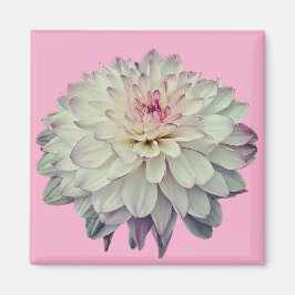 Creme und rosa Blume Magnet