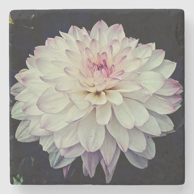 Creme und rosa Blume Steinuntersetzer (Vorderseite)