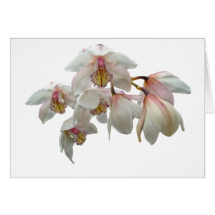 Creme und rosa Orchideen