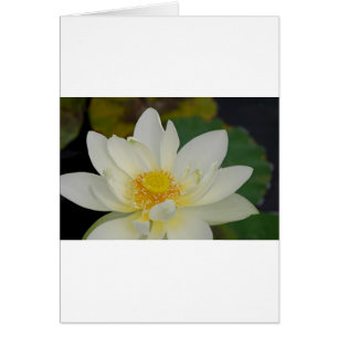 Creme Water Lily02.JPG