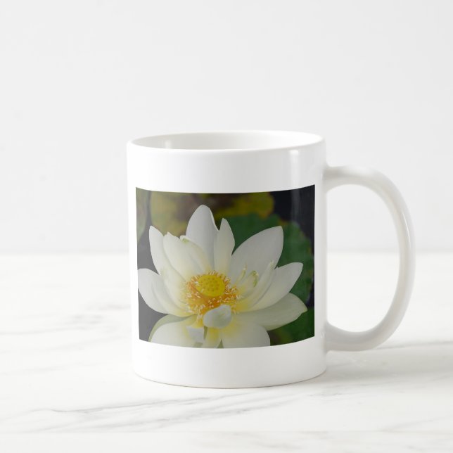 Creme Water Lily02.JPG Tasse (Rechts)
