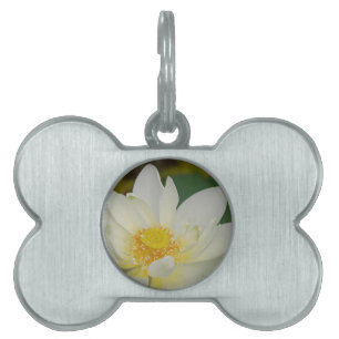 Creme Water Lily02.JPG Tiermarke