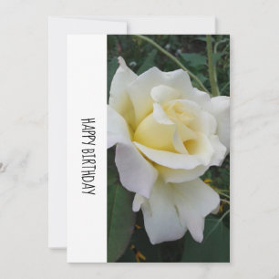 Creme White Rose Geburtstagskarte