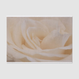 Cremefarbene Rose schließen Seidenpapier