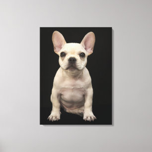 Cremefarbener Welpe der französischen Bulldogge Leinwanddruck