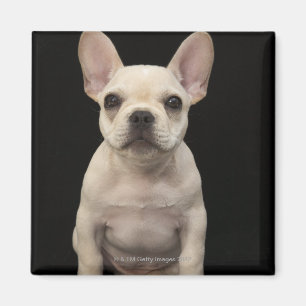 Cremefarbener Welpe der französischen Bulldogge Magnet