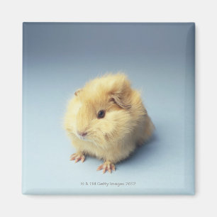 Cremefarbenes Guinea Magnet