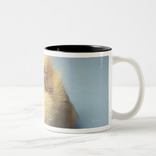 Cremefarbenes Meerschweinchen Zweifarbige Tasse