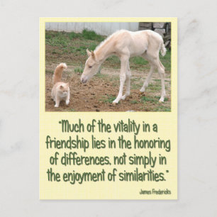 Cremello Companions Freundschaft Postkarte