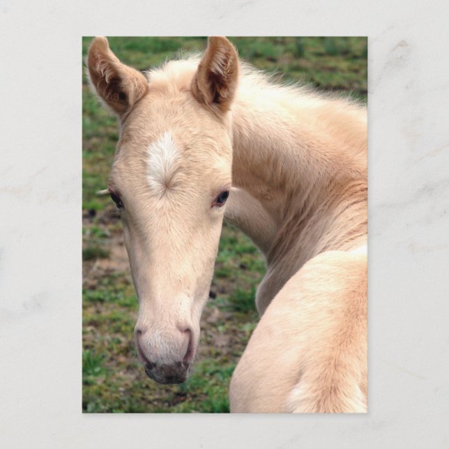 Cremello Walking Horse Postkarte (Vorderseite)