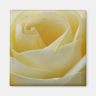 Cremeweißer Rosenmagnet Magnet
